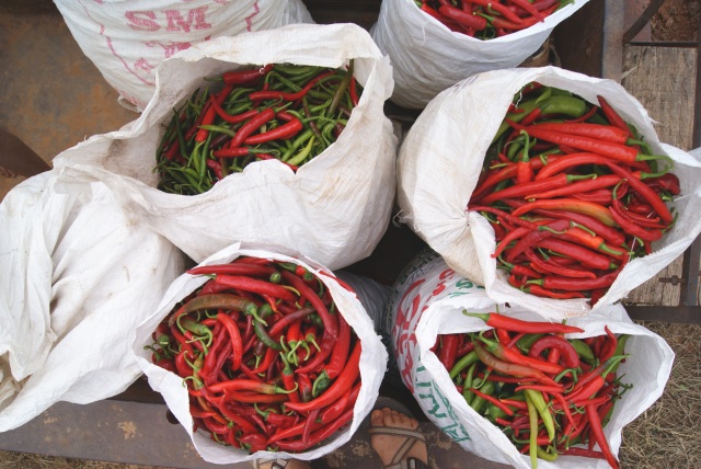 Bags + bags of chili peppers - all in a morning's work.