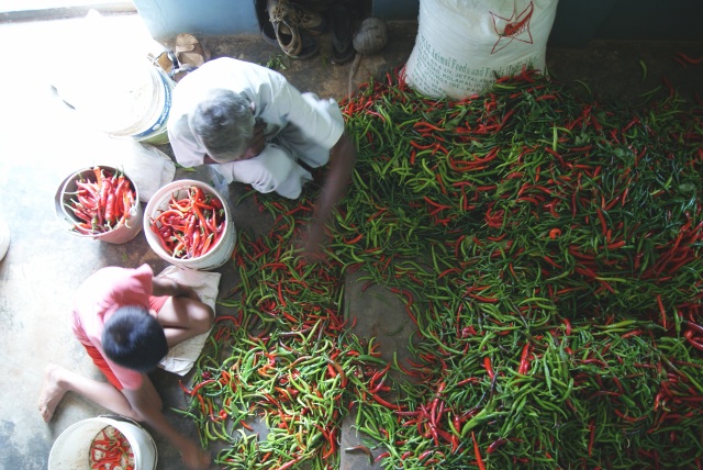 Sorting through all the peppers on the living room floor. 